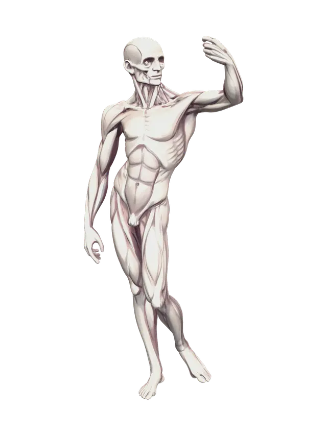 3D model for Ornate Ecorche