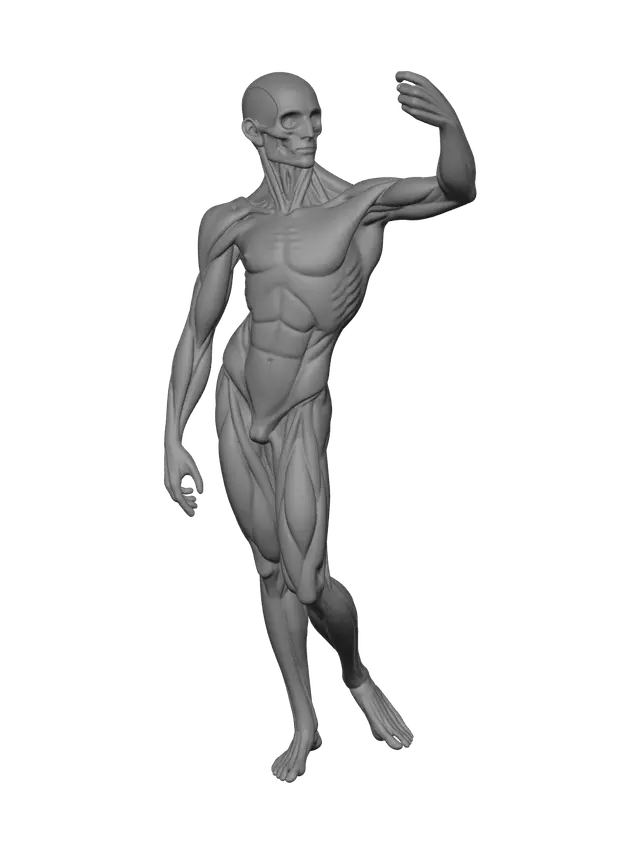 3D model for Ornate Ecorche