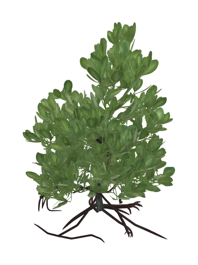 3D model for Shoreline Mangrove