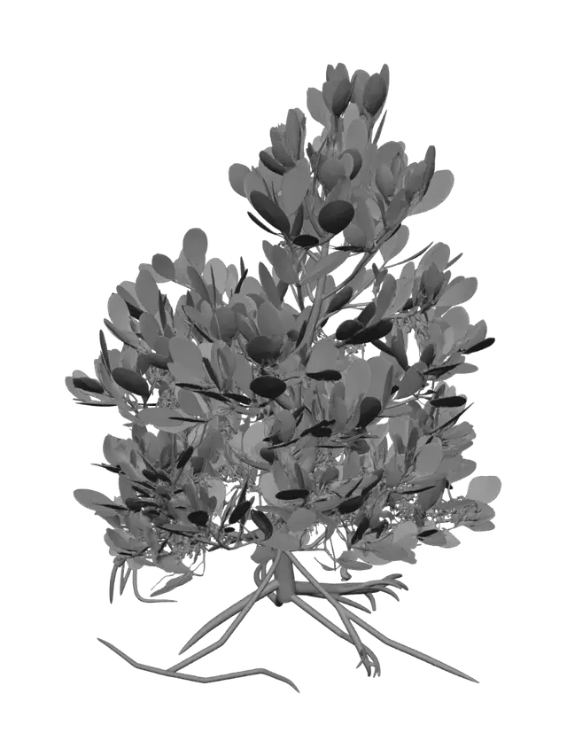 3D model for Shoreline Mangrove