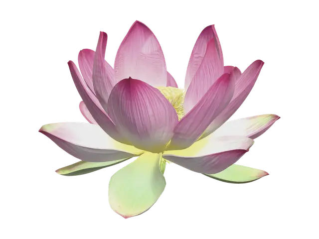 3D model for Lotus Flower