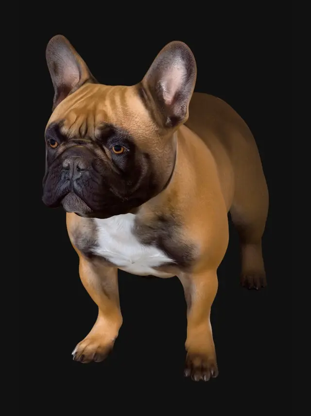 3D model for Bold French Bulldog by the Water