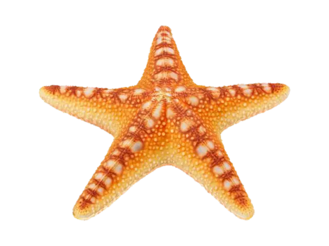 3D model for #ocean#,  A symmetrical, five-pointed star-shaped marine Starfish. Its upper surface is covered with a rough, granular, or finely spiny texture, and feels hard and slightly abrasive. Five stout arms extend evenly outward from a central disk-shaped body, and the edges of the arms may be rounded or slightly pointed. The overall structure is solid, with rich surface details and may have tiny tube feet attached to the base.