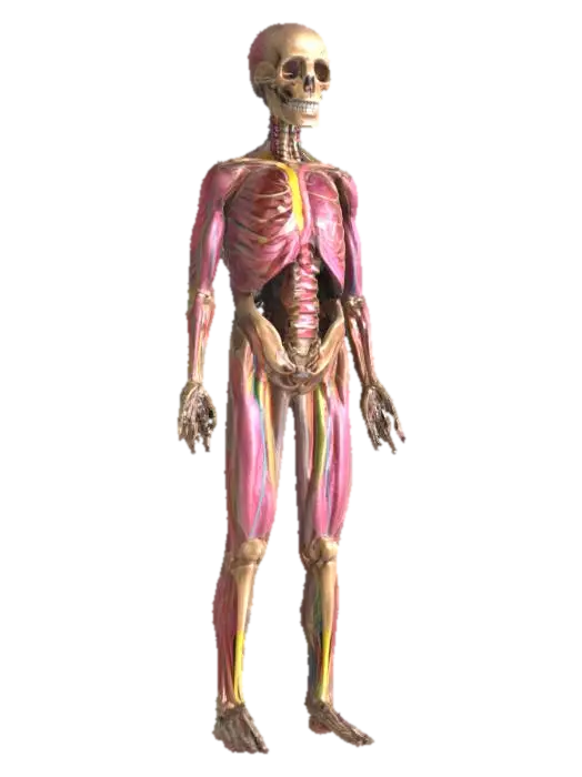 Anatomy of a Skeleton, #SketchTo3D# - Vertebrae 3D model, vytvořený pomocí AI