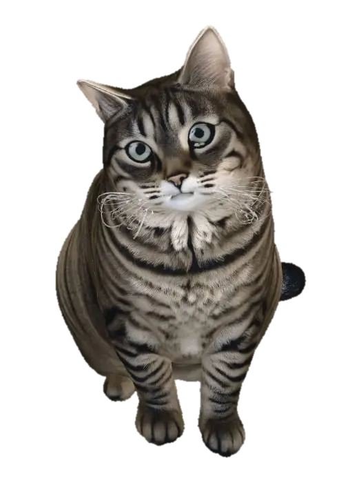 3D model for mika