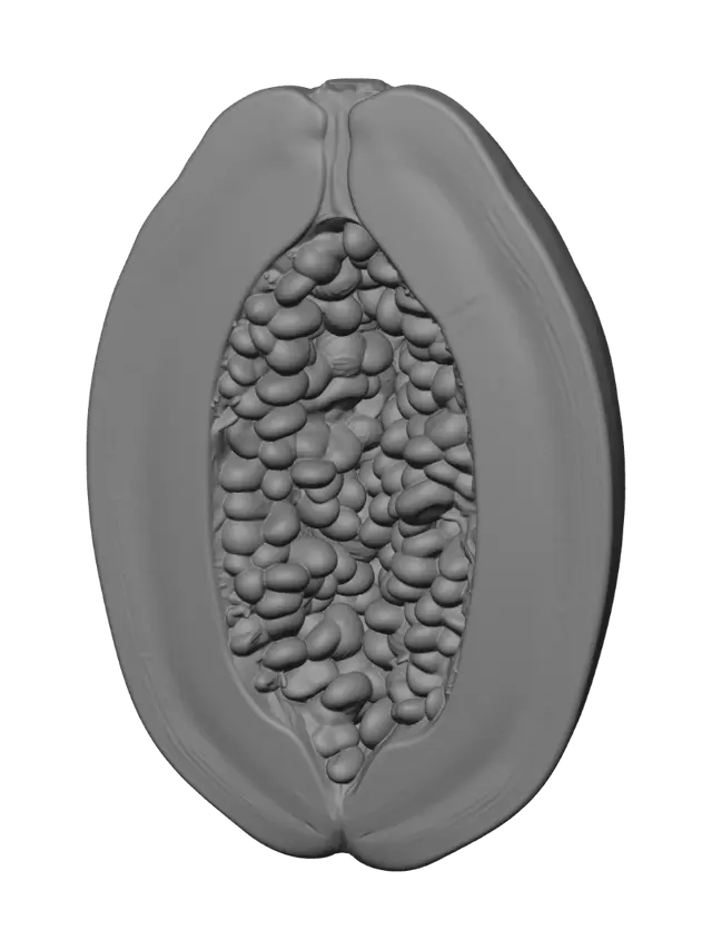 3D model for Halved papaya with seeds