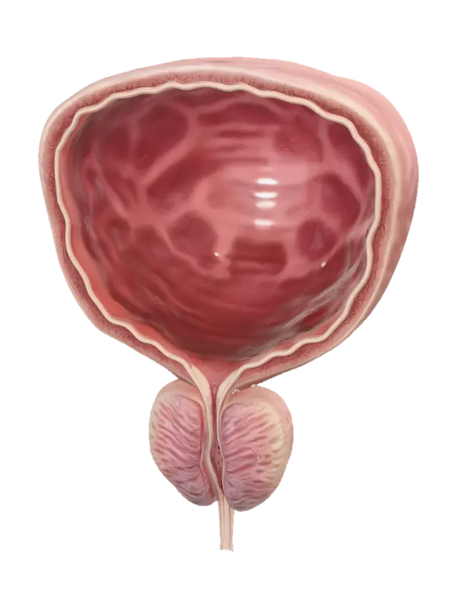 Bladder and Prostate Cross-Section - Humanbody 3D model, vytvořený pomocí AI