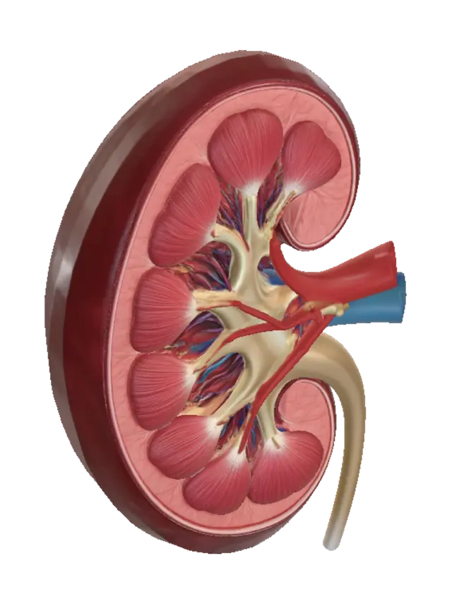 3D model for Cross-Section of a Kidney