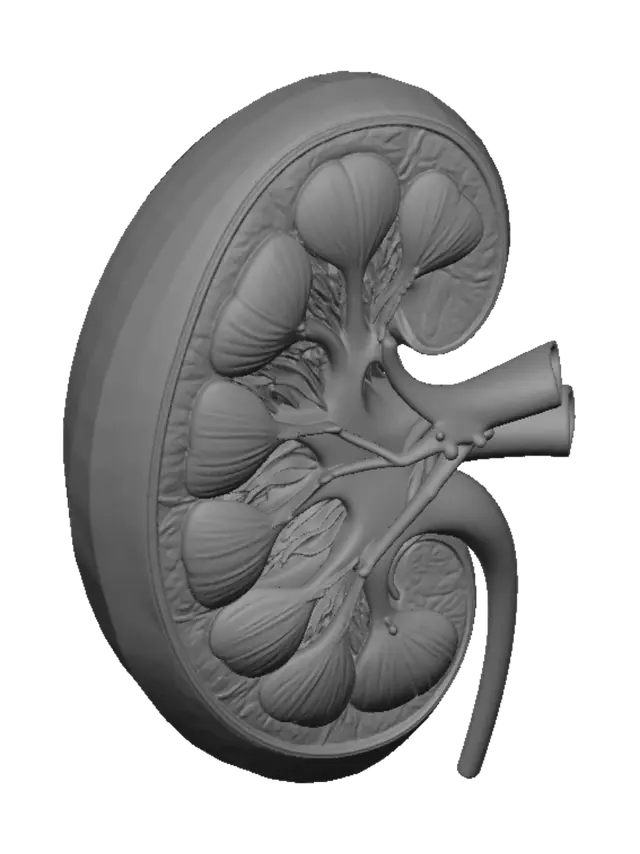 3D model for Cross-Section of a Kidney