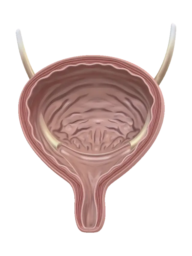 3D model for Urinary bladder cross-section