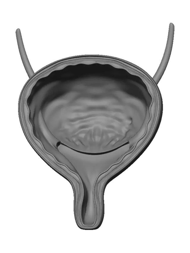 3D model for Urinary bladder cross-section