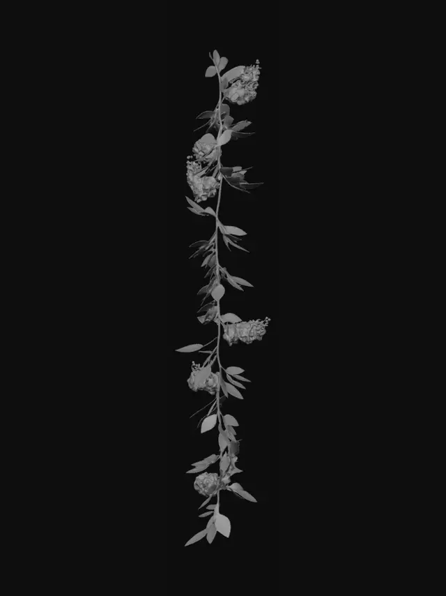 3D model for Blue Cascade Vine