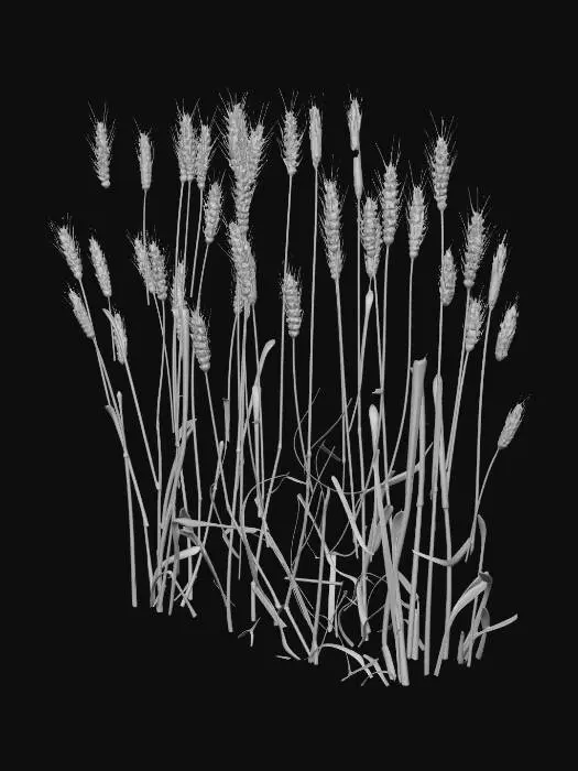3D model for Golden Wheat Against Night