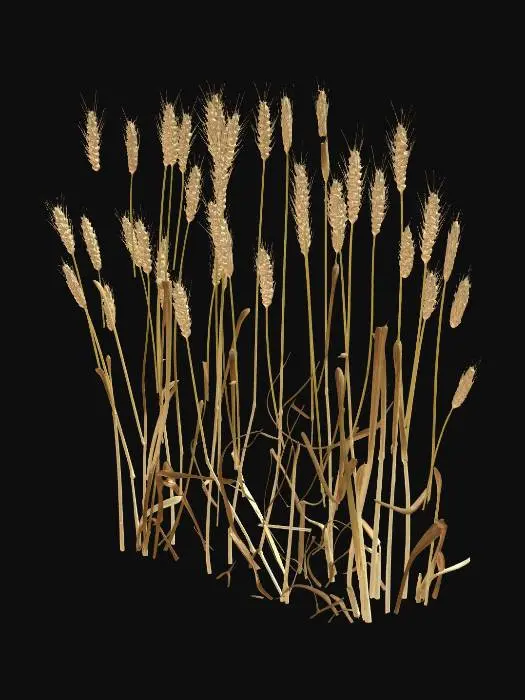 3D model for Golden Wheat Against Night