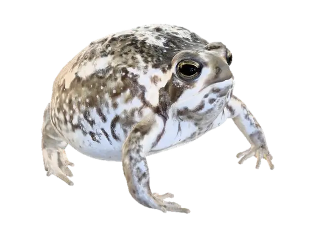 3D model for Warty brown toad