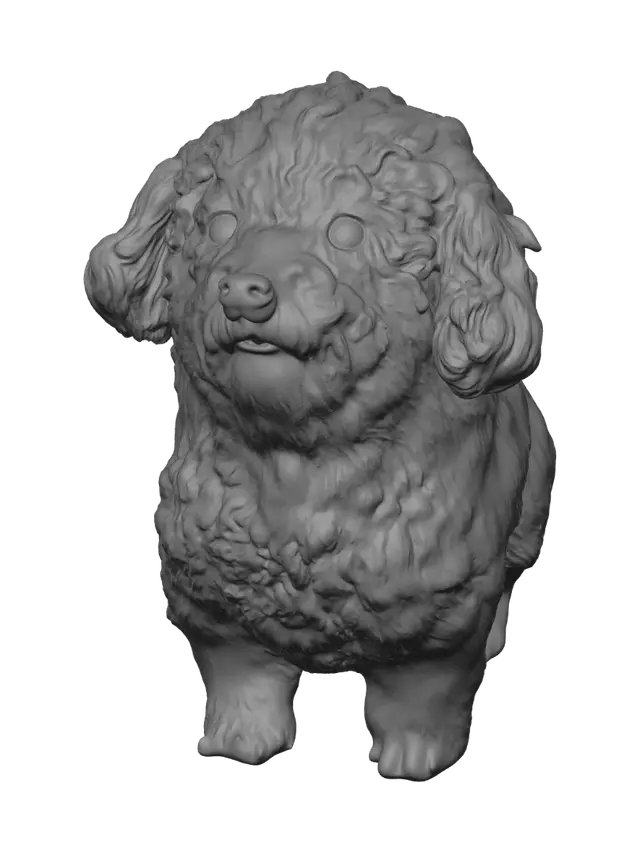 3D model for Golden Curly Poodle