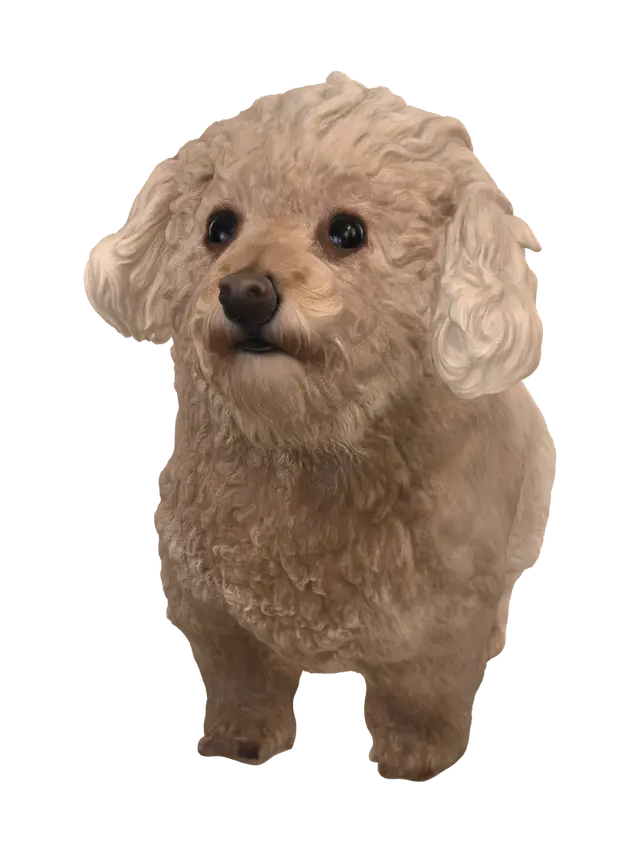 3D model for Golden Curly Poodle
