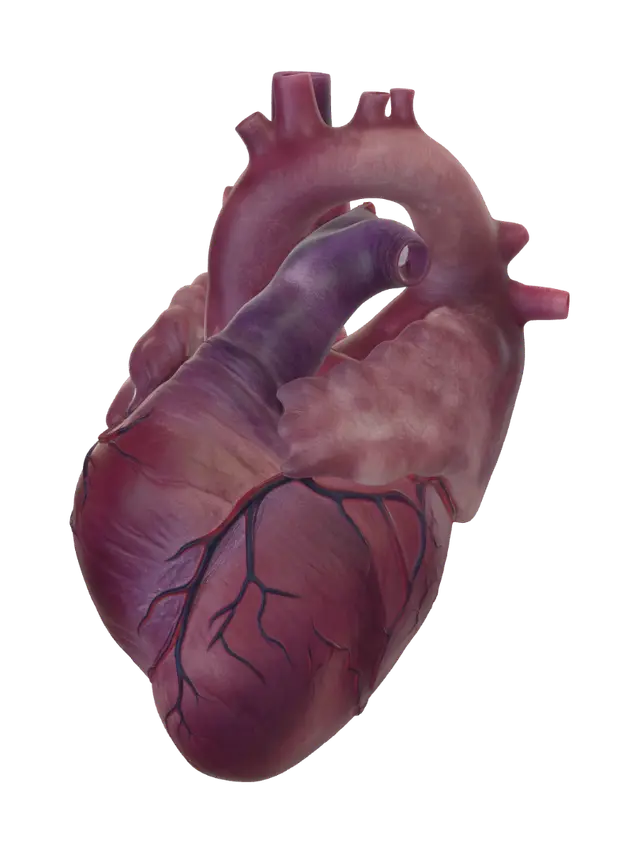 Anatomy of the Human Heart - Humanbody 3D model, vytvořený pomocí AI