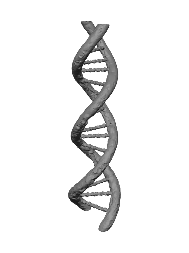 3D model for Crimson Double Helix