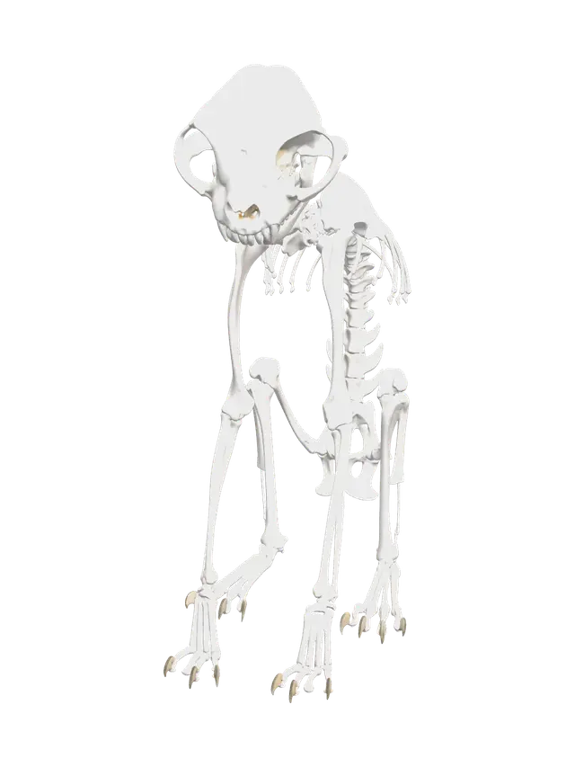3D model for Cat Skeleton