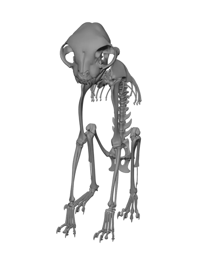 3D model for Cat Skeleton