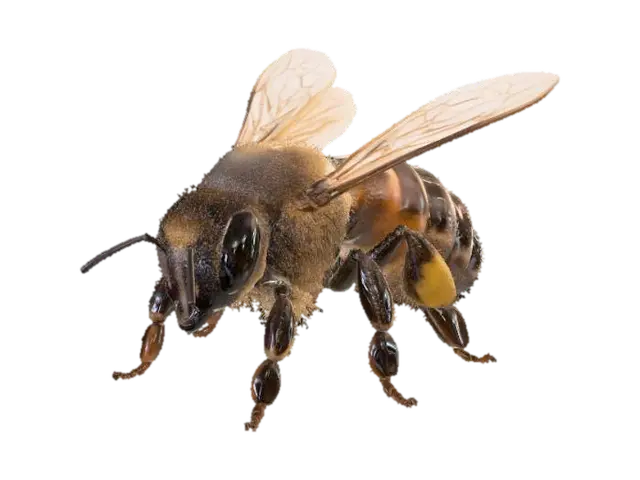 Honey Bee - Wow 3D model, vytvořený pomocí AI