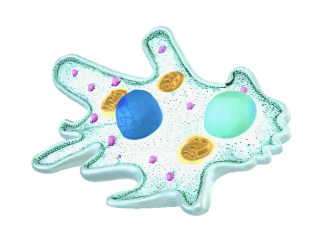Free Amoeba 3D Models - Download Instantly | Meshy