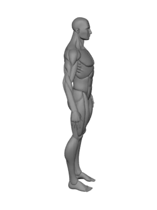 3D model for Chromatic Anatomy Diagram