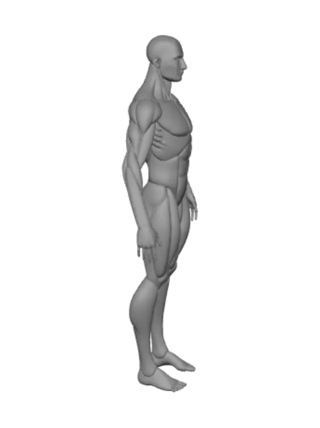 3D model for Chromatic Anatomy Diagram