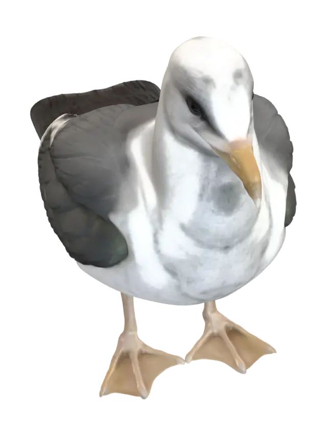 3D model for Midnight Gull