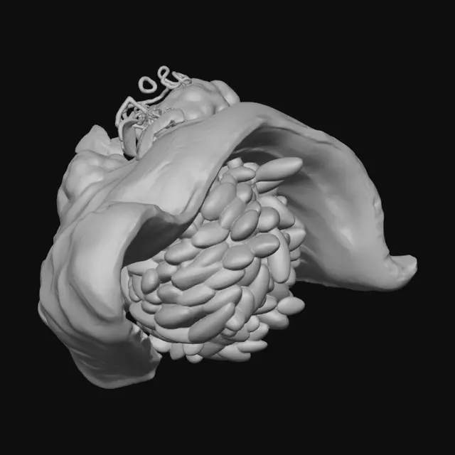 3D model for Engawa (Halibut flipper)