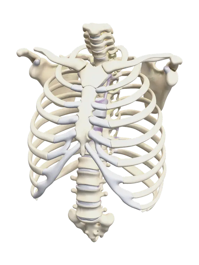 Stylized Rib Cage - Ribcage 3D model, vytvořený pomocí AI