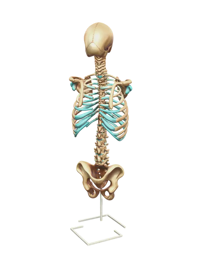 Modern Rib Cage - Xray 3D model, vytvořený pomocí AI