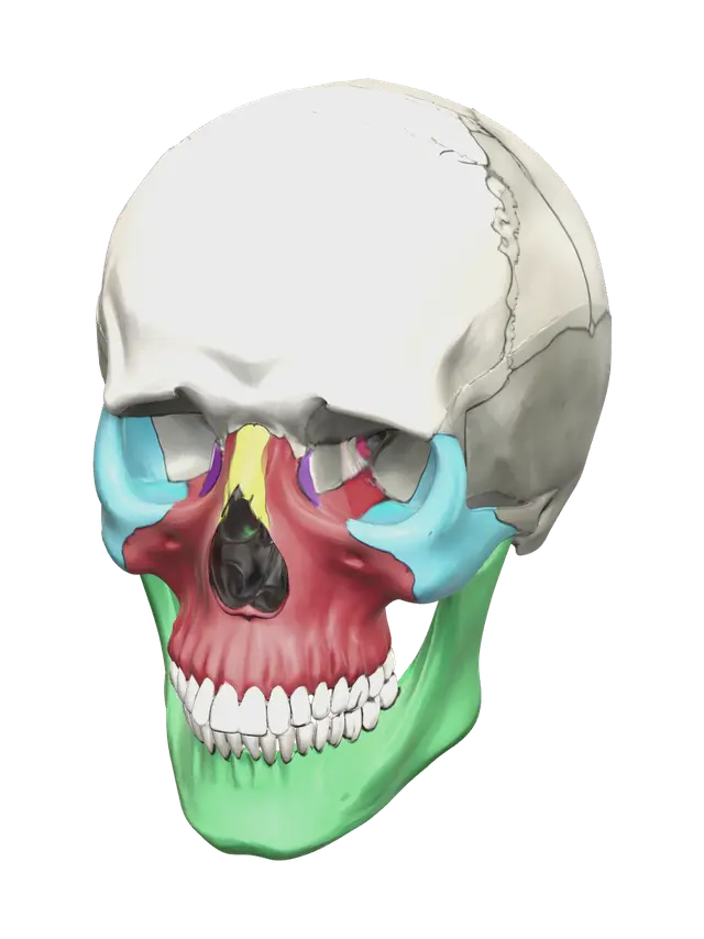 Low-Poly Human Skull Anatomy 3D model, vytvořený pomocí AI