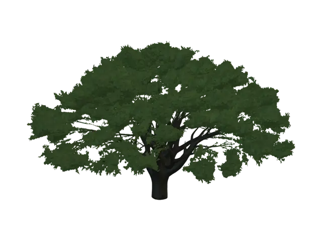 3D model for Sunlit Tree in a Field