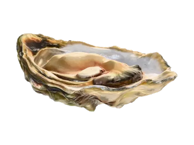 Oyster Delight - Highquality 3D model, vytvořený pomocí AI