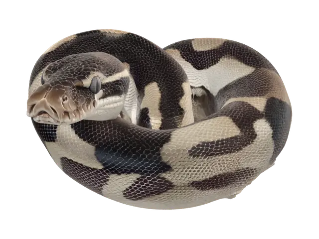 3D model for Coiled Python on a Mossy Log
