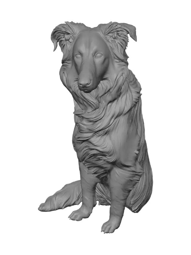 3D model for Amber-Eyed Border Collie in Profile