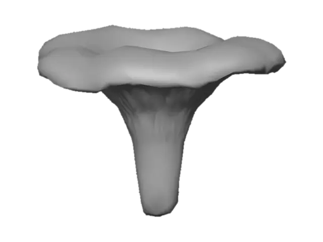 3D model for Chanterelle Mushroom