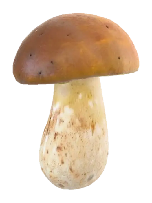 3D model for Porcini Mushroom