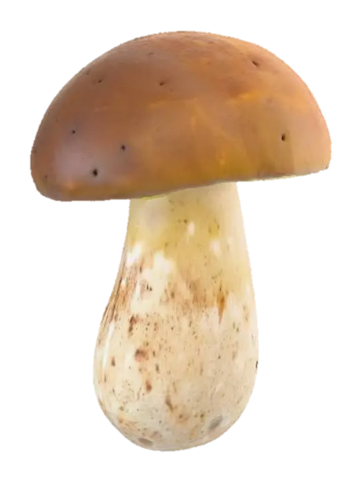 3D model for Porcini Mushroom