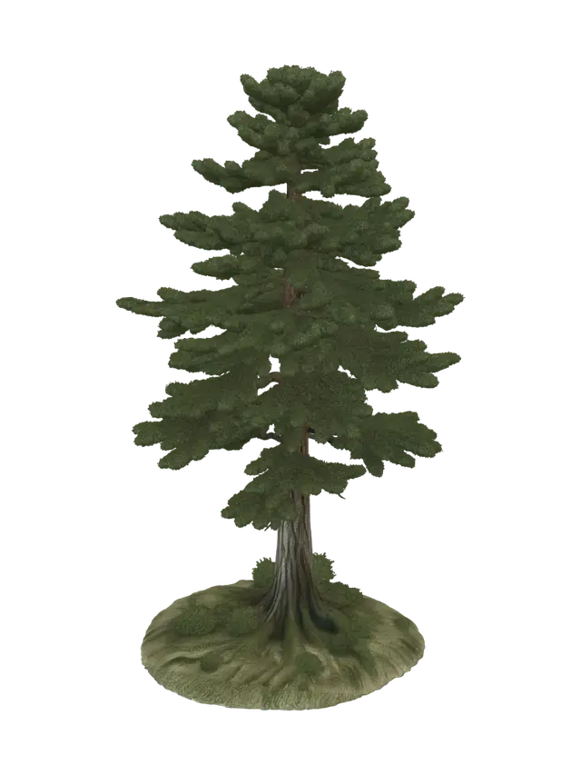 3D model for Common Pine