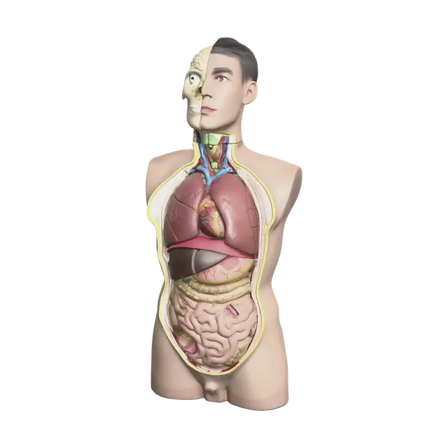 3D model for Weathered Torso Anatomy