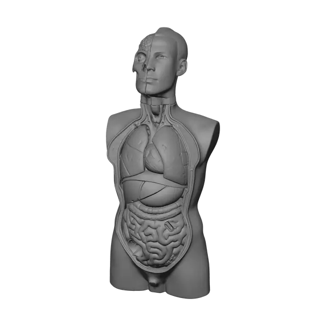 3D model for Weathered Torso Anatomy