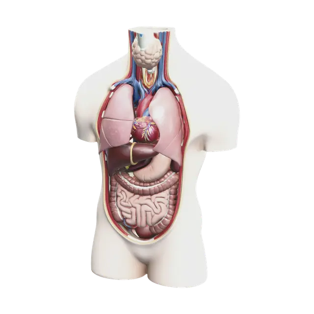 3D model for Ornate Torso Anatomy