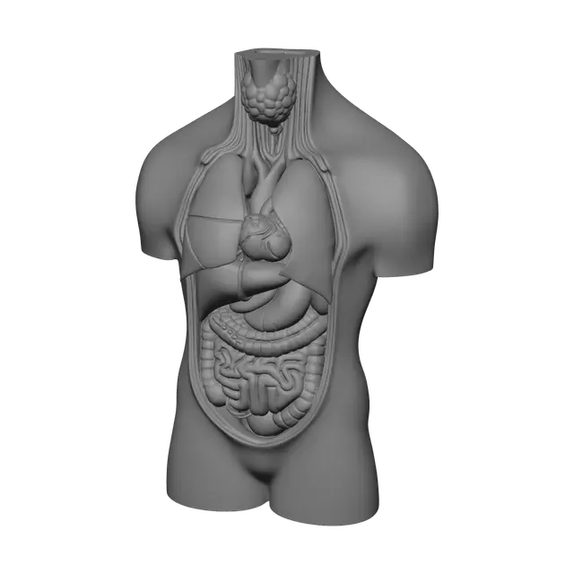 3D model for Ornate Torso Anatomy