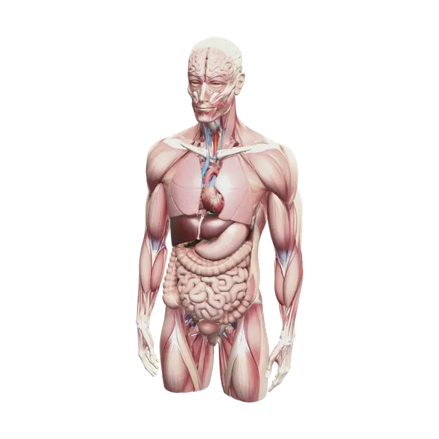 Torso Anatomy - Ribcage 3D model, vytvořený pomocí AI