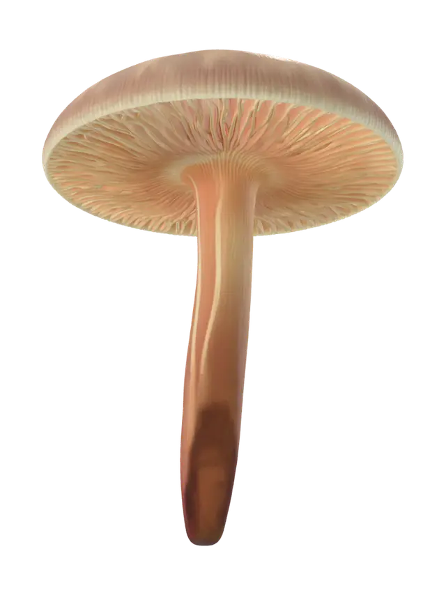 3D model for 