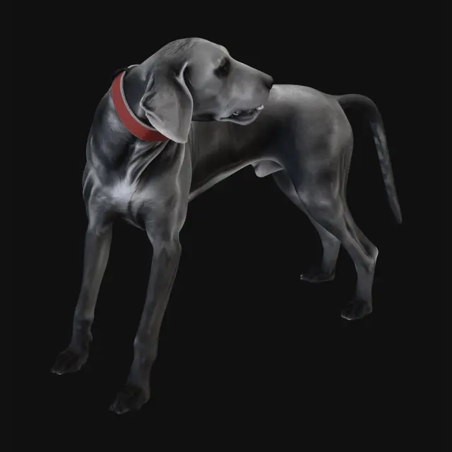 3D model for Red Collar, Grey Horizon