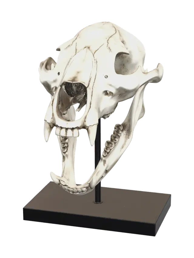 Low-Poly Bear Skull - Bearskull 3D model, vytvořený pomocí AI